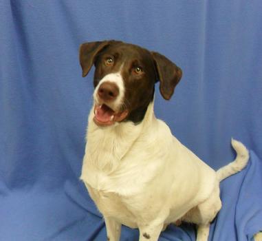 Truckee: Oregon Humane Society's Dog of the Day 