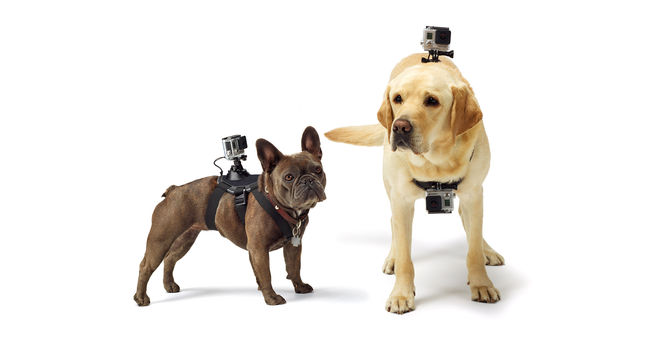 dog view camera