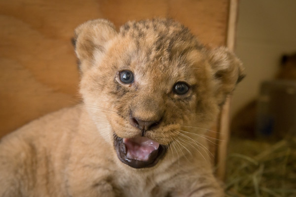 Mojo 387011 animal personaje león Baby de pie Lion cub standing nuevo 