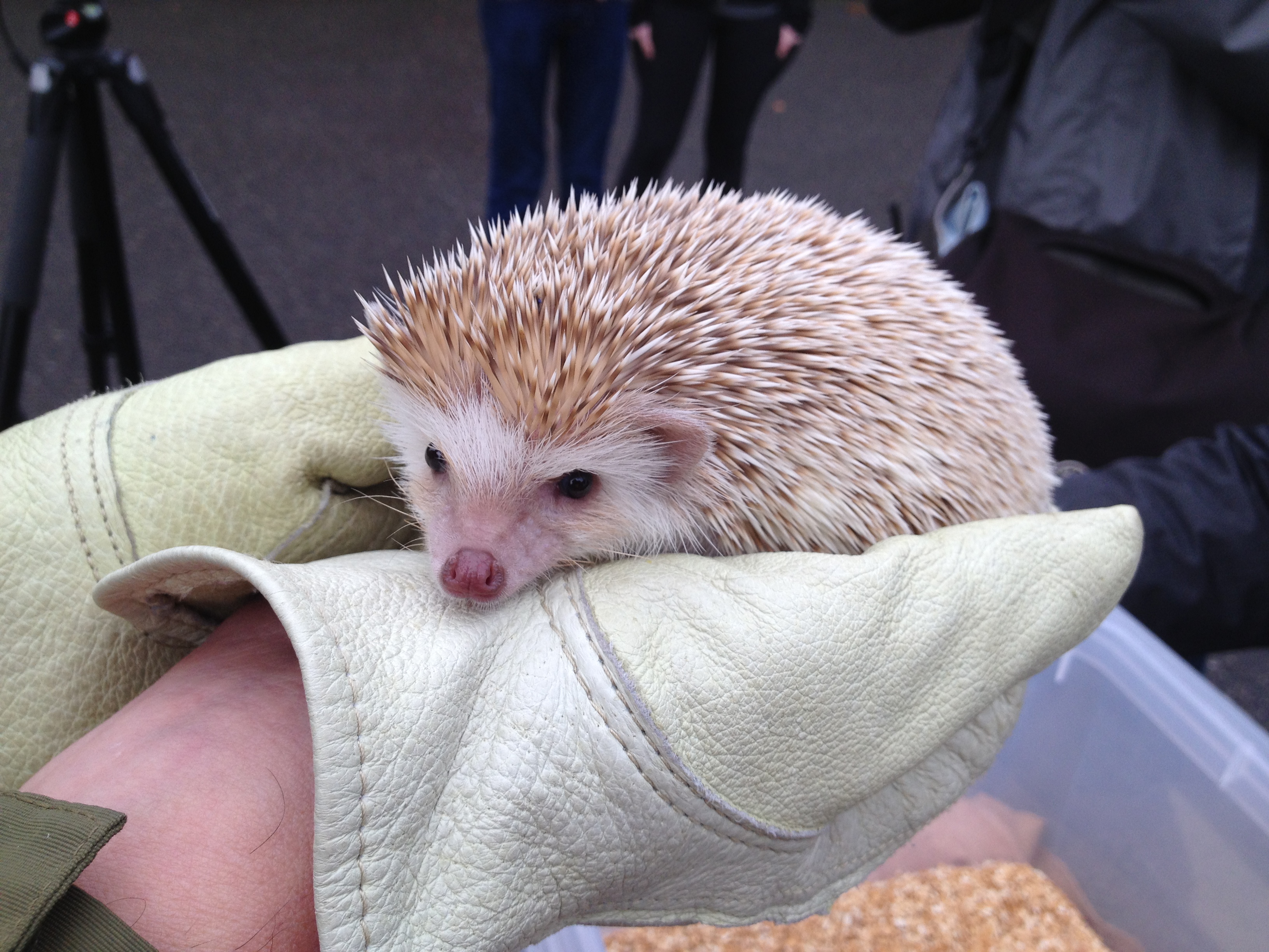 Are Hedgehog Rodents: Debunking Common Myths Today