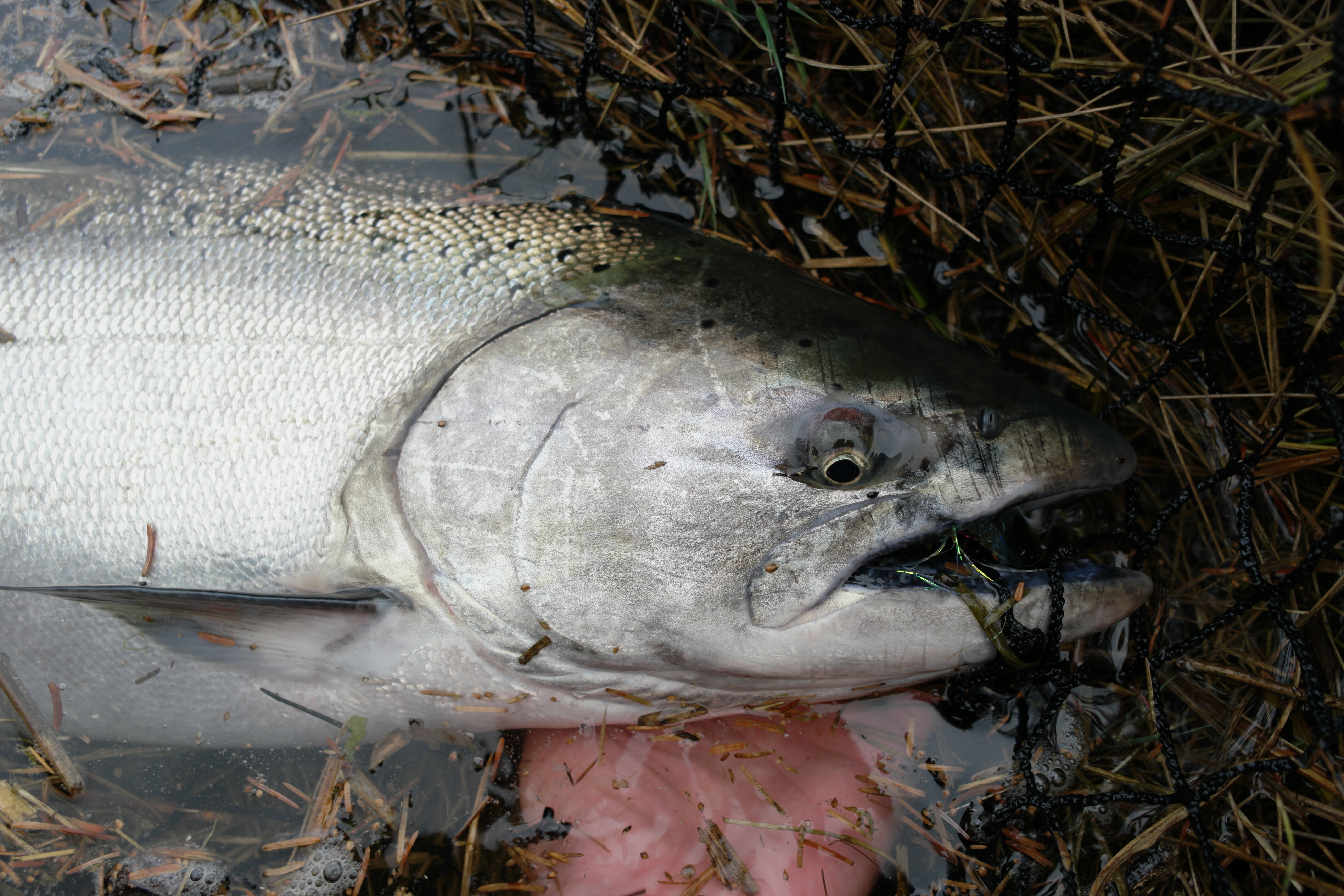 Oregon, California ask for salmon fishery disaster declaration