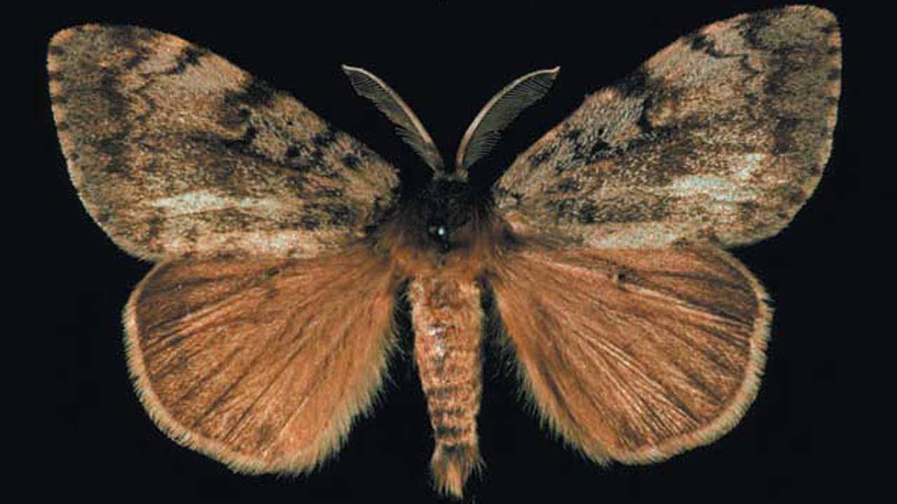 Gypsy moth spray: what is Btk and what if you have health concerns