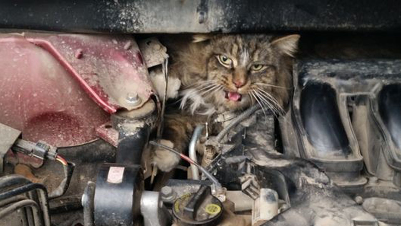 Cat Gets Removed From Car's Hood