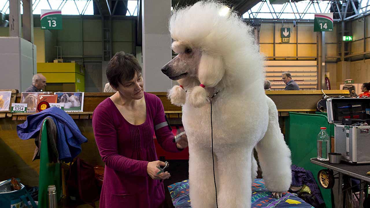 What To Show To Verify Guide Dog What To Show To Verify Guide Dog