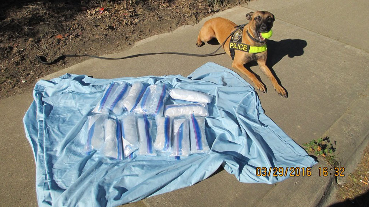 Drug dog named Lola finds 15 lbs. of meth during traffic stop