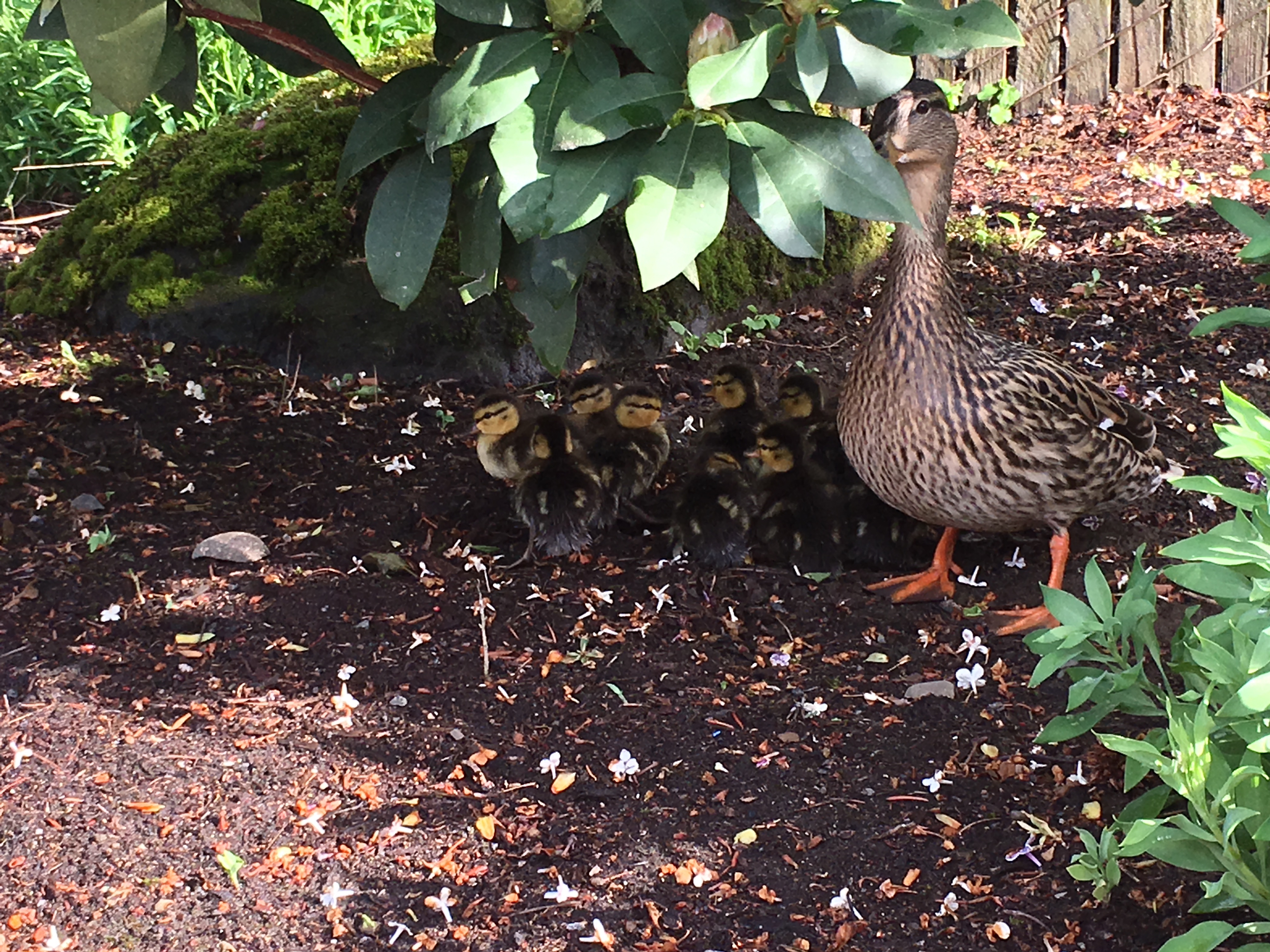 Firefighters rescue ducklings from storm drain, reunite family ...