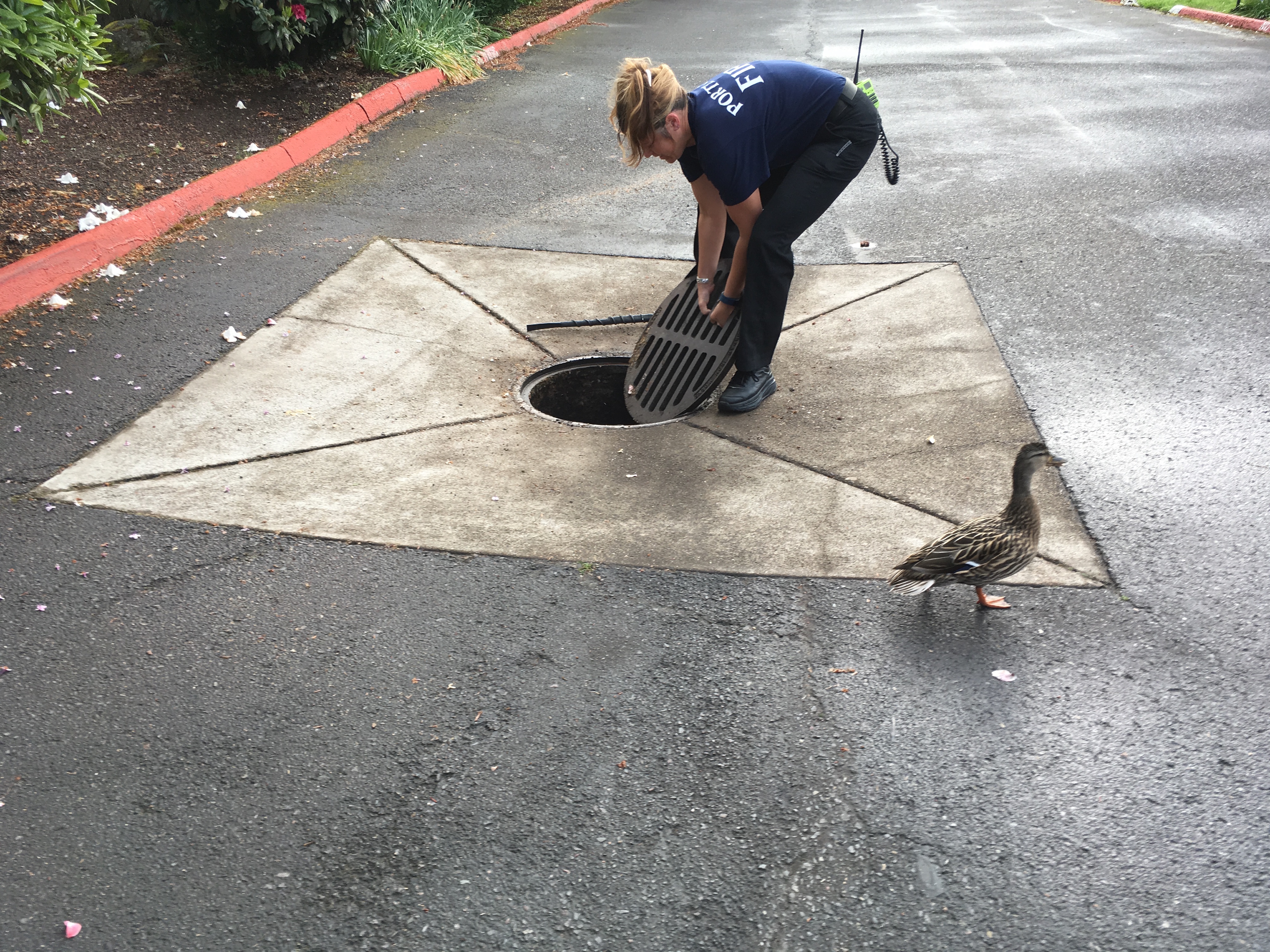 Firefighters rescue ducklings from storm drain, reunite family | wfaa.com