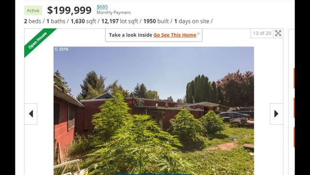 Featured in Portland real estate listings: Marijuana plants - KSDK.com