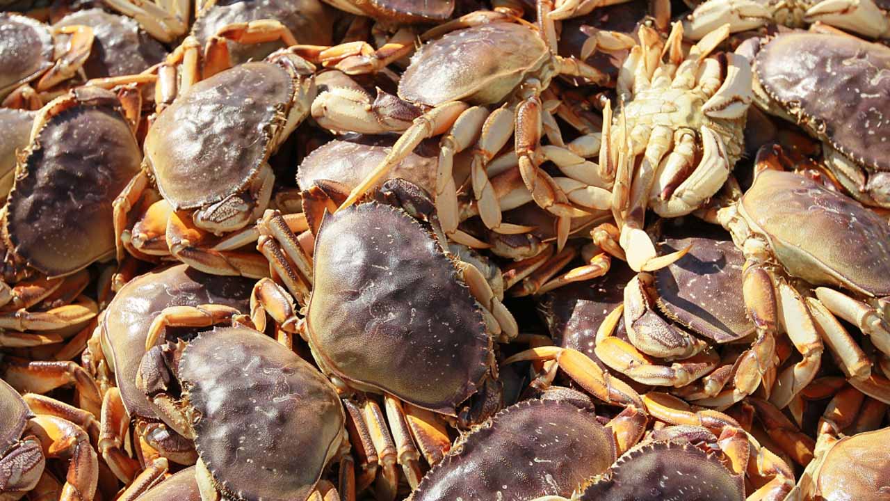 Dungeness Crab Fishery Opens