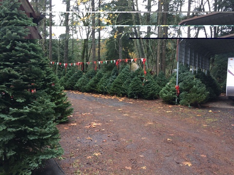 oregon christmas tree farms do brisk business despite oregon christmas tree farms do brisk business despite