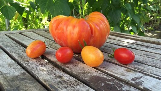 oregon-nursery-log-house-plants-creates-triple-grafted-tomatoes-kgw