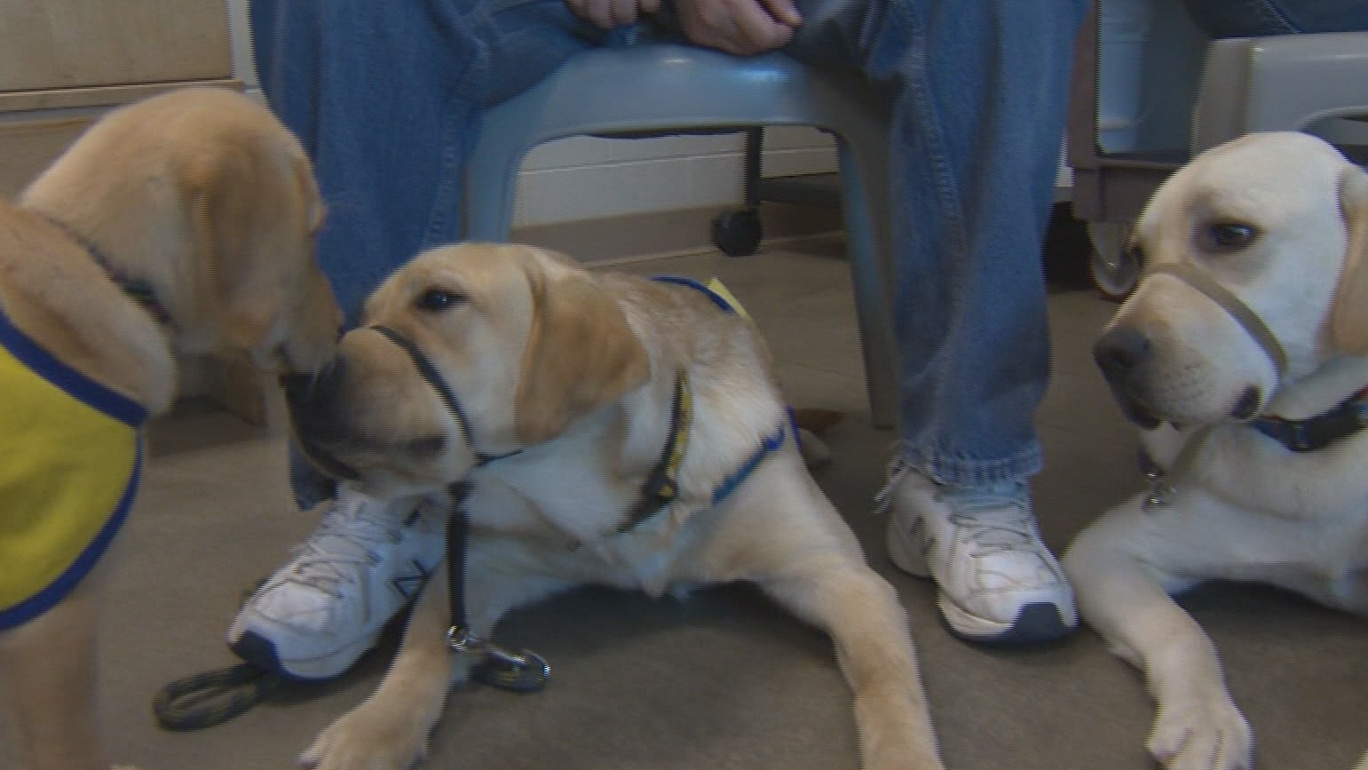 Pdx Dog Training Pdx Dog Training