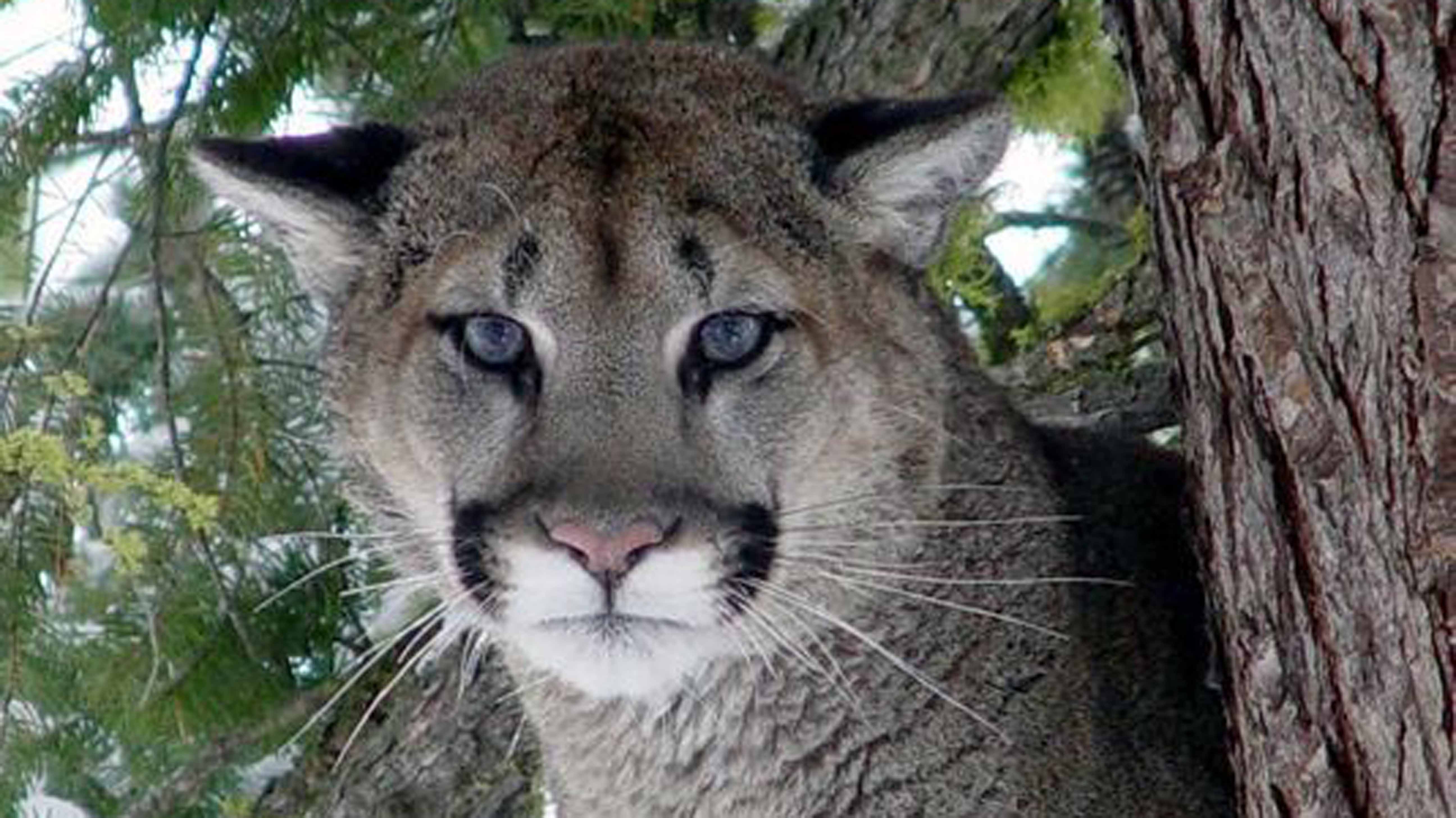 Cougars In Nw Oregon To Get Tracking Collars As Sightings Rise