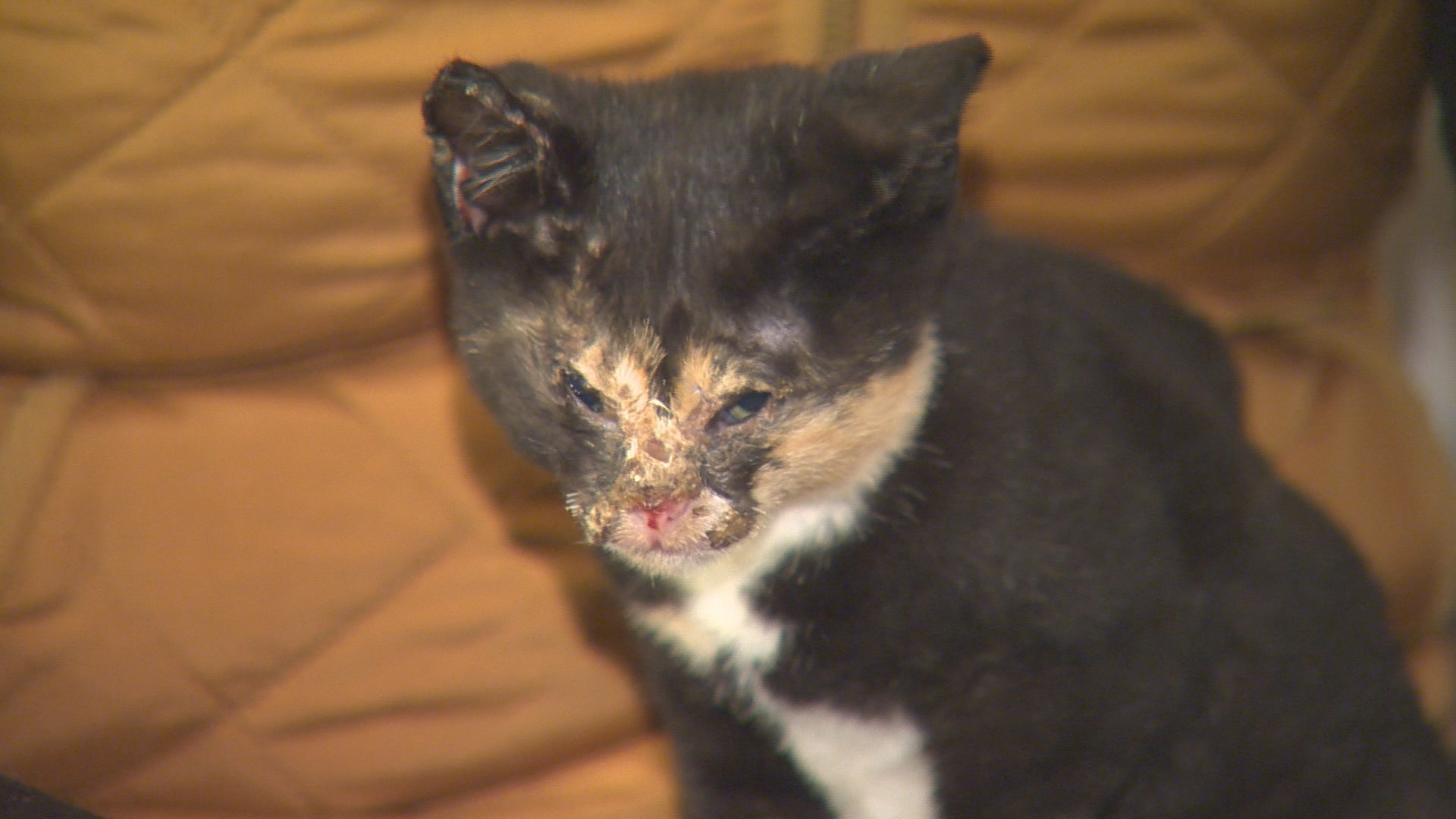 Burned kitten found in Molalla area