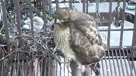 Live Raptor KGW-Audubon Raptor Cam returns | kgw.com