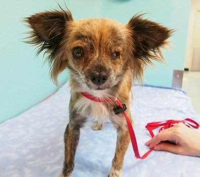 Ollie: Oregon Humane Society's Dog of the Day | kgw.com