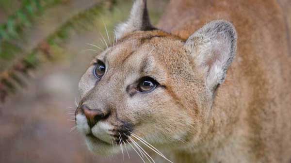 Possible cougar sighting at Tualatin park | KGW.com