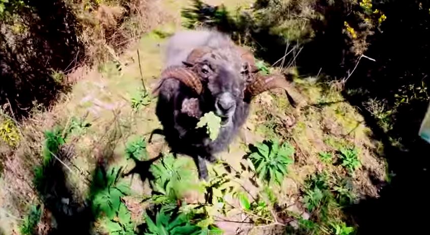 'Angry Ram' rams things and goes viral | kgw.com