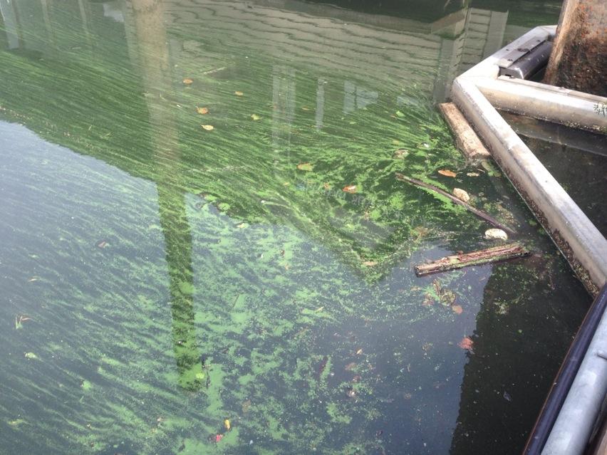 Portland Triathlon now duathlon due to Willamette algae | kgw.com