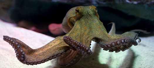 Cannibalism fears nix Wash. aquarium's octopus-mating show | kgw.com