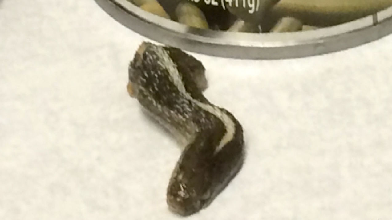 Utah woman finds snake head in canned green beans | ktvb.com