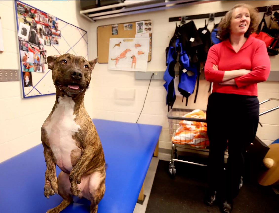 Disabled terrier mix Tigger starts water therapy as leg improves | kgw.com